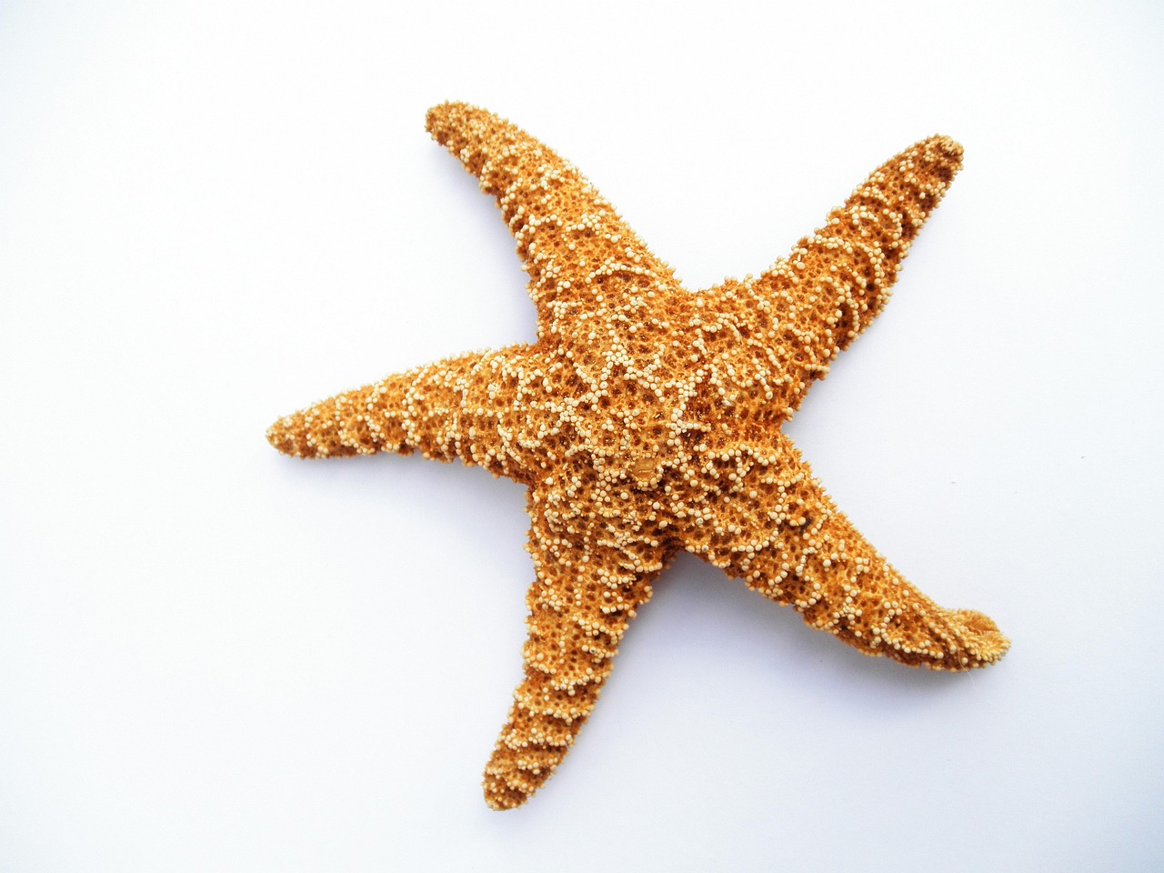 800 Free Starfish Nature Images Pixabay