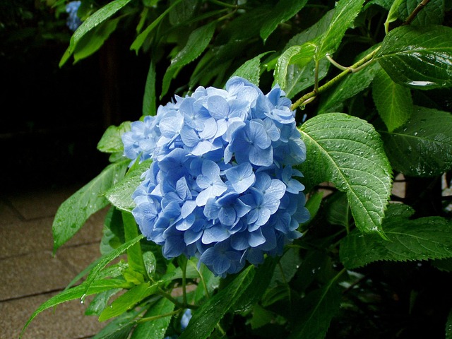 Hydrangea, Blomst, Regntiden, Kamakura