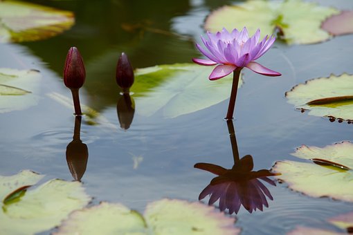 Free Flowers Water Lily photo and picture