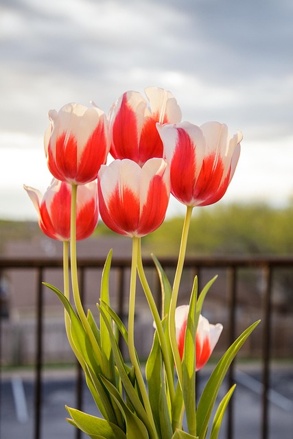 Free Tulips Flowers photo and picture
