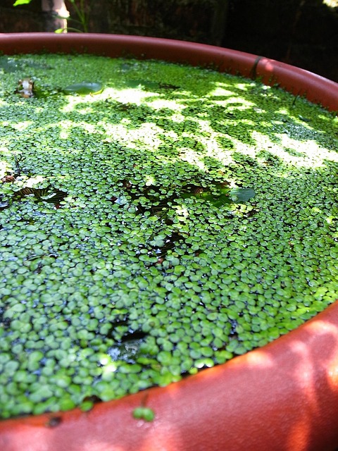 Free Green Water photo and picture