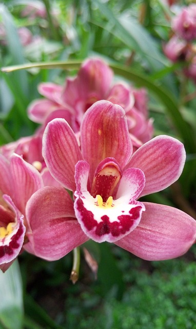 Free Real Shot Flowers Sea Of Flowers photo and picture