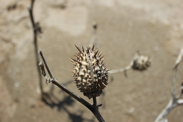 Free Plant Prick photo and picture