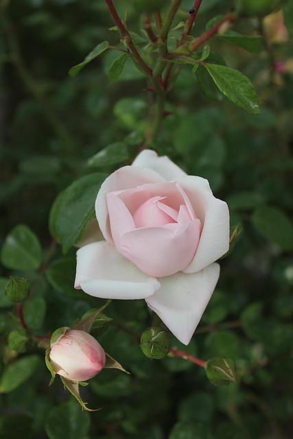Free Rose Plant photo and picture