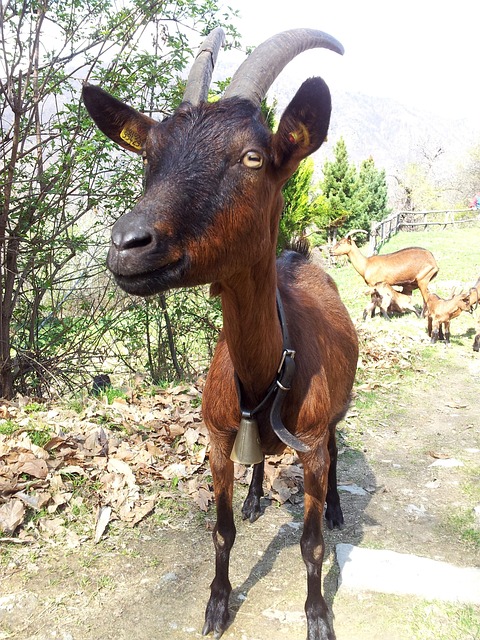Free Capra Little Goat photo and picture