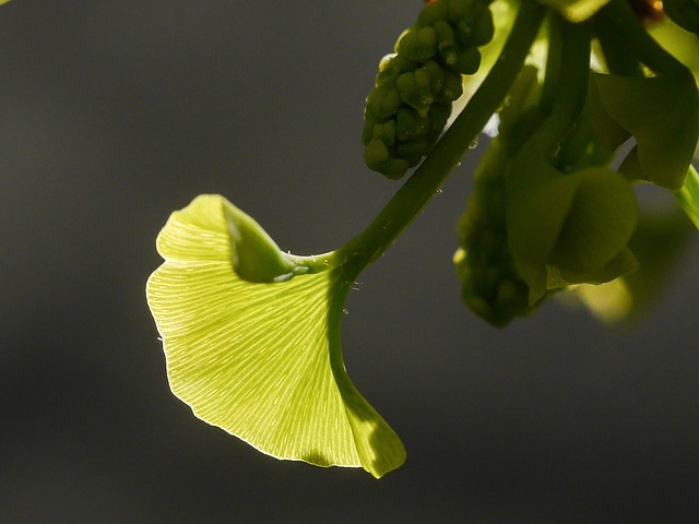 Gingko, Frühling, Blatt, Blattaustrieb