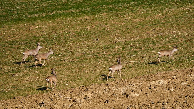 Rehe, Feldrehe, Rehgruppe