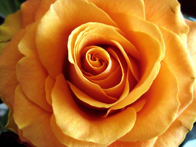 Free Rose Rose Flower photo and picture