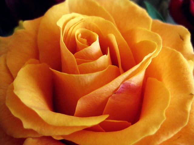 Free Rose Flower photo and picture