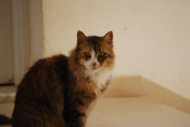 Free Cat Feline photo and picture