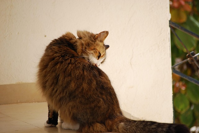 Free Cat Feline photo and picture