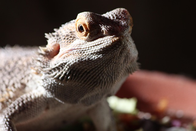 Free Bearded Dragon Animal photo and picture