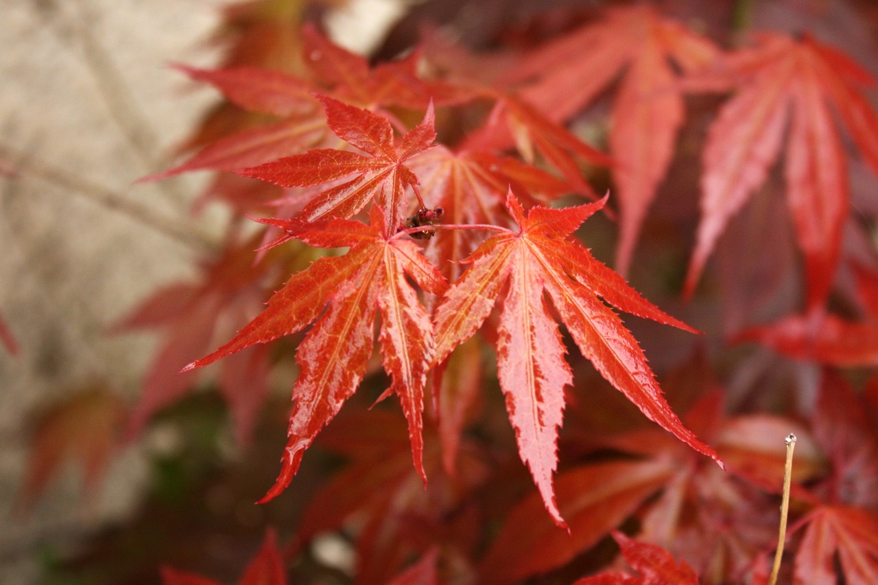 叶 枫 - Pixabay上的免费照片 - Pixabay
