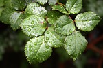 leaf, rose leaf, drop of water