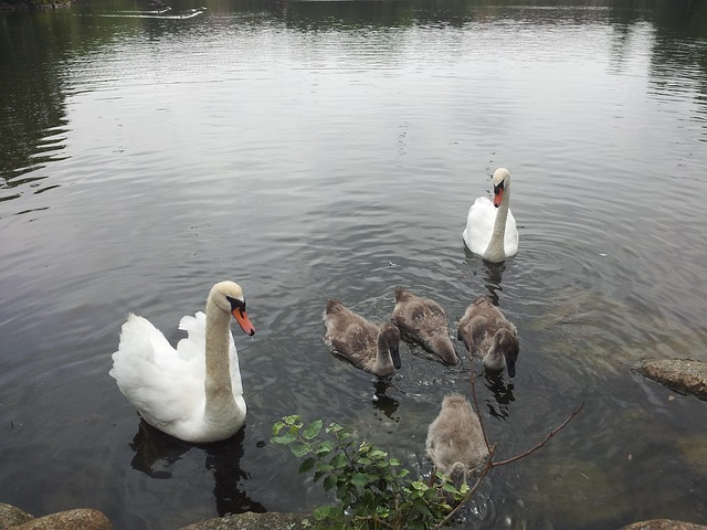 Free Swans Spring photo and picture