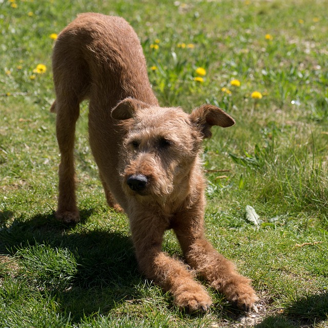 Hund, Tier, Haustier, Irish Terrier