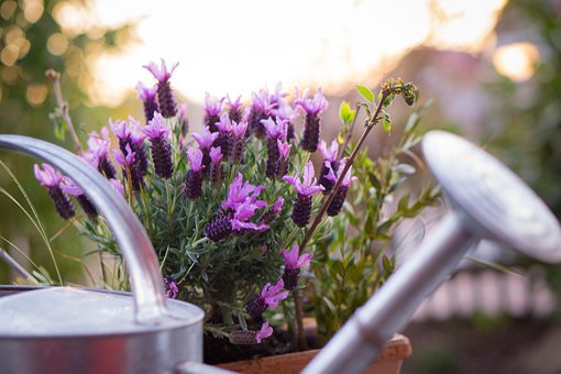 Jardim, Regador, Lavanda, Plantar, Posso