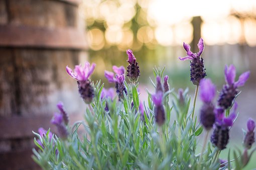 Lavanda, Plantar, Barril, Flor, Roxa