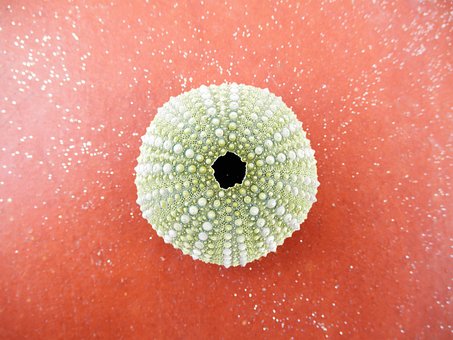 Meer, Seeigel, Echinoidea, Hülse, Grün