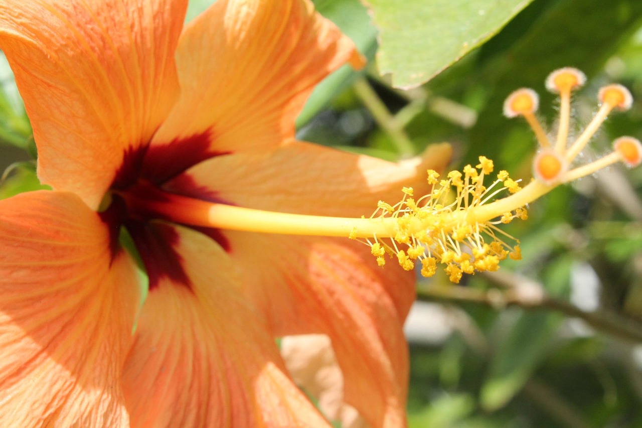 hibiscus-734171_1280.jpg