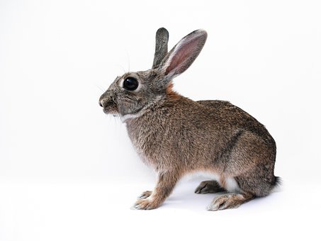Hase, Kostenloser Hintergrund, Niedlich