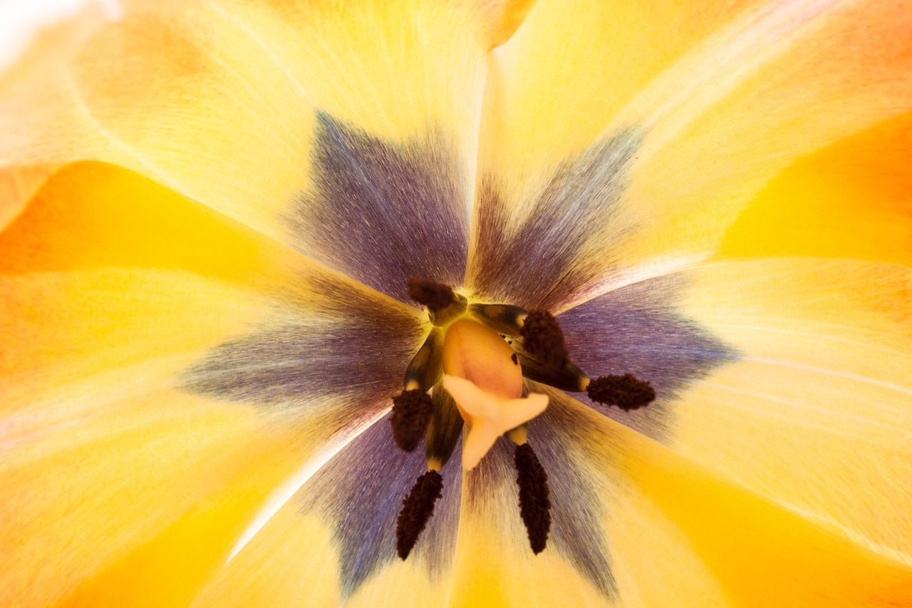 Tulip - free online jigsaw puzzle photo