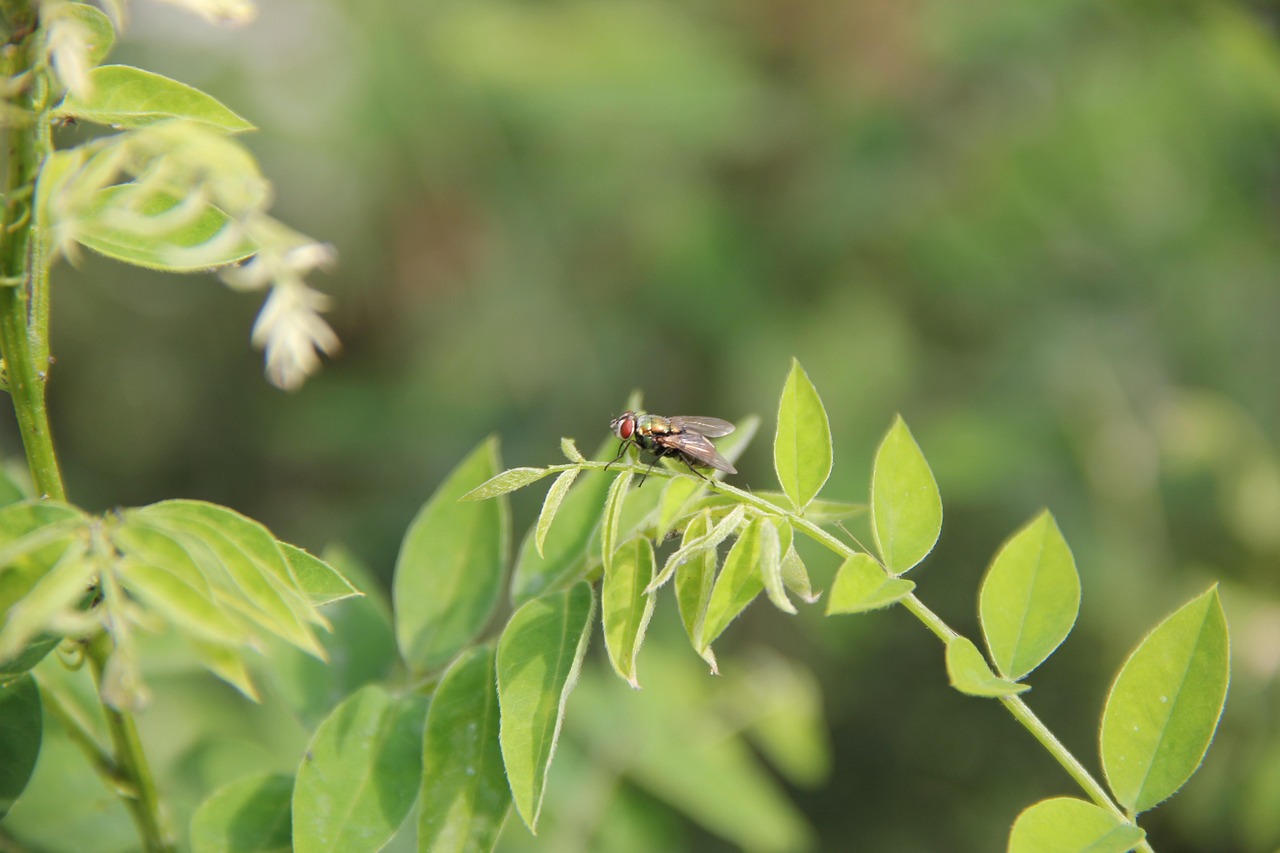 Insect Material - Free photo on Pixabay