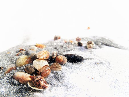 Sehr Klein, Muscheln, Funkeln, Sand