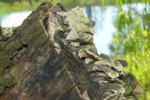 Free Tree Mushroom photo and picture