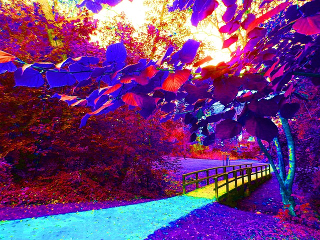 Free Bridge Nature photo and picture