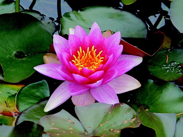 Free Water Lily Water photo and picture