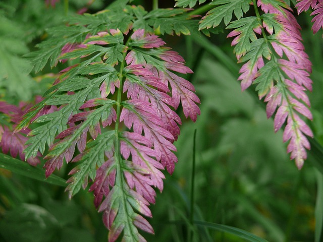 Free Fern Leaf photo and picture