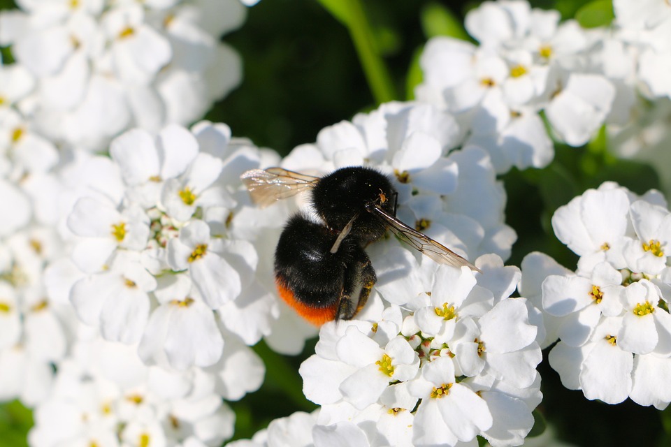 Maybee's Insects Insect Mite Bumblebee - Free photo on Pixabay