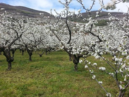 Cerezos, Valle, Jerte, Flores, Primavera
