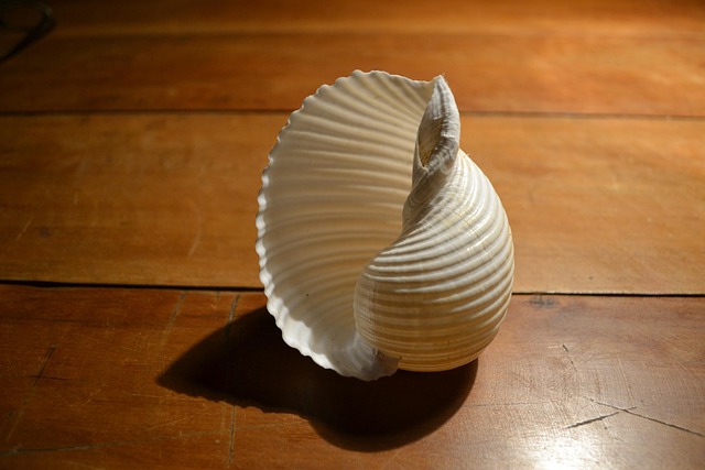 Free Shell Purity photo and picture