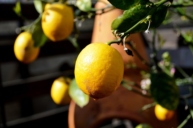 Free Lemon Tree photo and picture