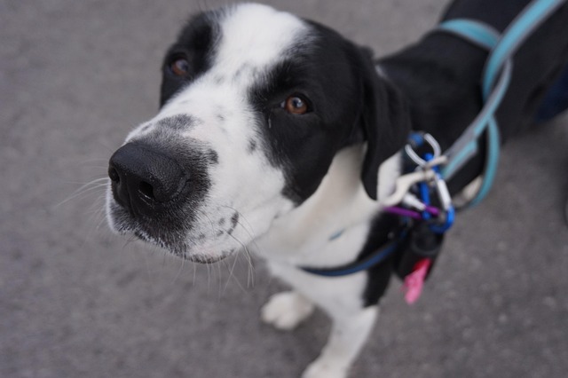 Free Dog Animal photo and picture