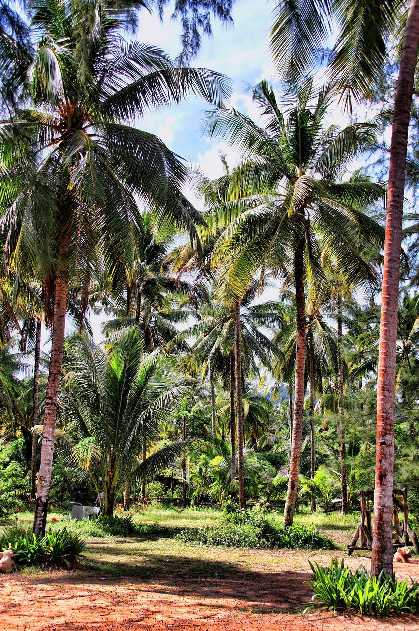 Thailand Palm Trees Vacations - Free photo on Pixabay - Pixabay