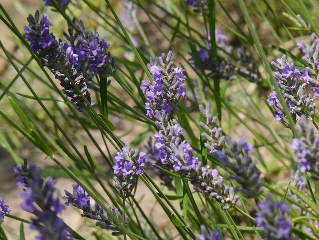 Lavendel, Blüte, Natur, Garten, Lila