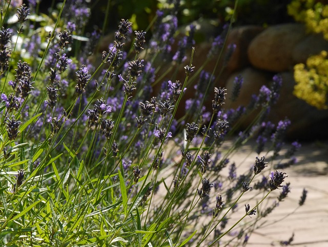 Lavendel, Blüte, Natur, Garten, Lila