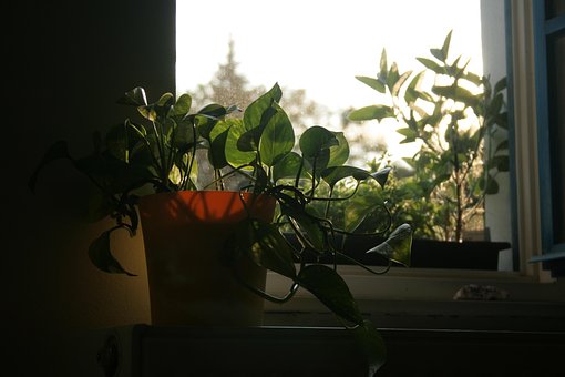 Free Flower Window photo and picture
