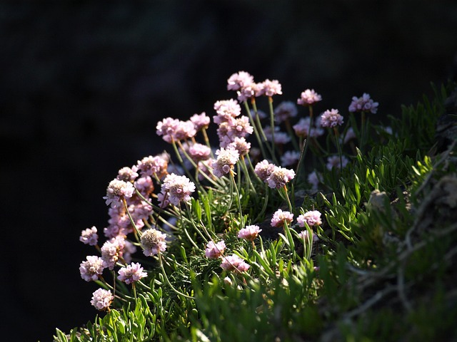 Free Thrift Flower photo and picture