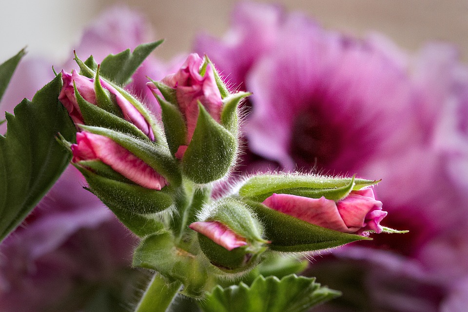 Geranium Close Ups Blossom - Free photo on Pixabay