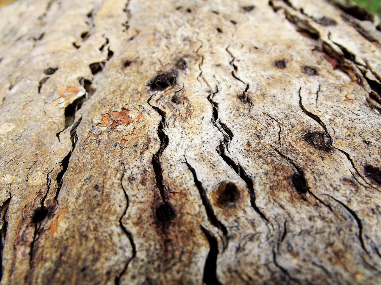 Tre Bark Makro - Gratis foto på Pixabay - Pixabay