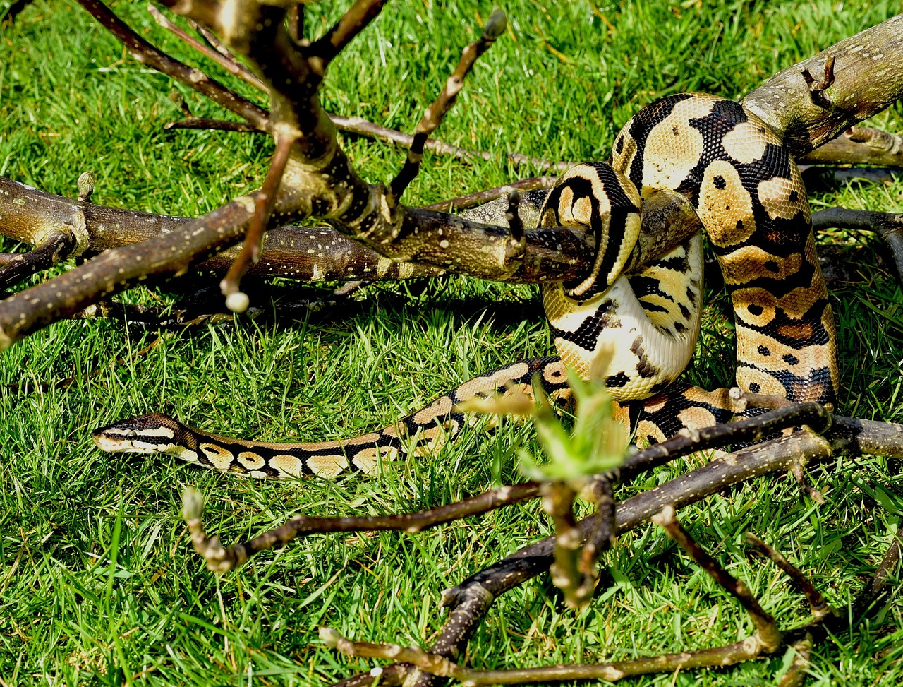 Line Python Ball - Free photo on Pixabay - Pixabay