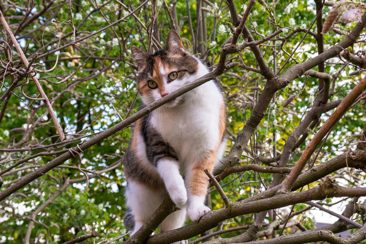 cat-736418_1280.jpg
