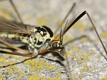 insects, diptera, daddy longlegs
