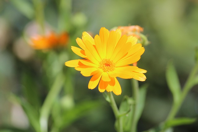 Floare, Galben, Plantă, Natură