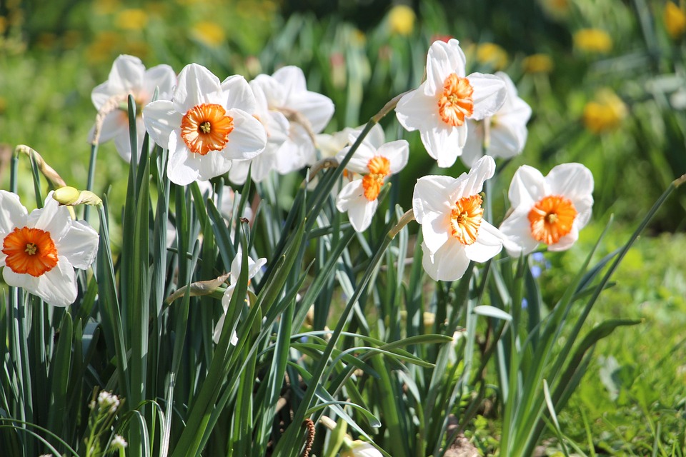 Fleur Narcisse Orange · Photo gratuite sur Pixabay