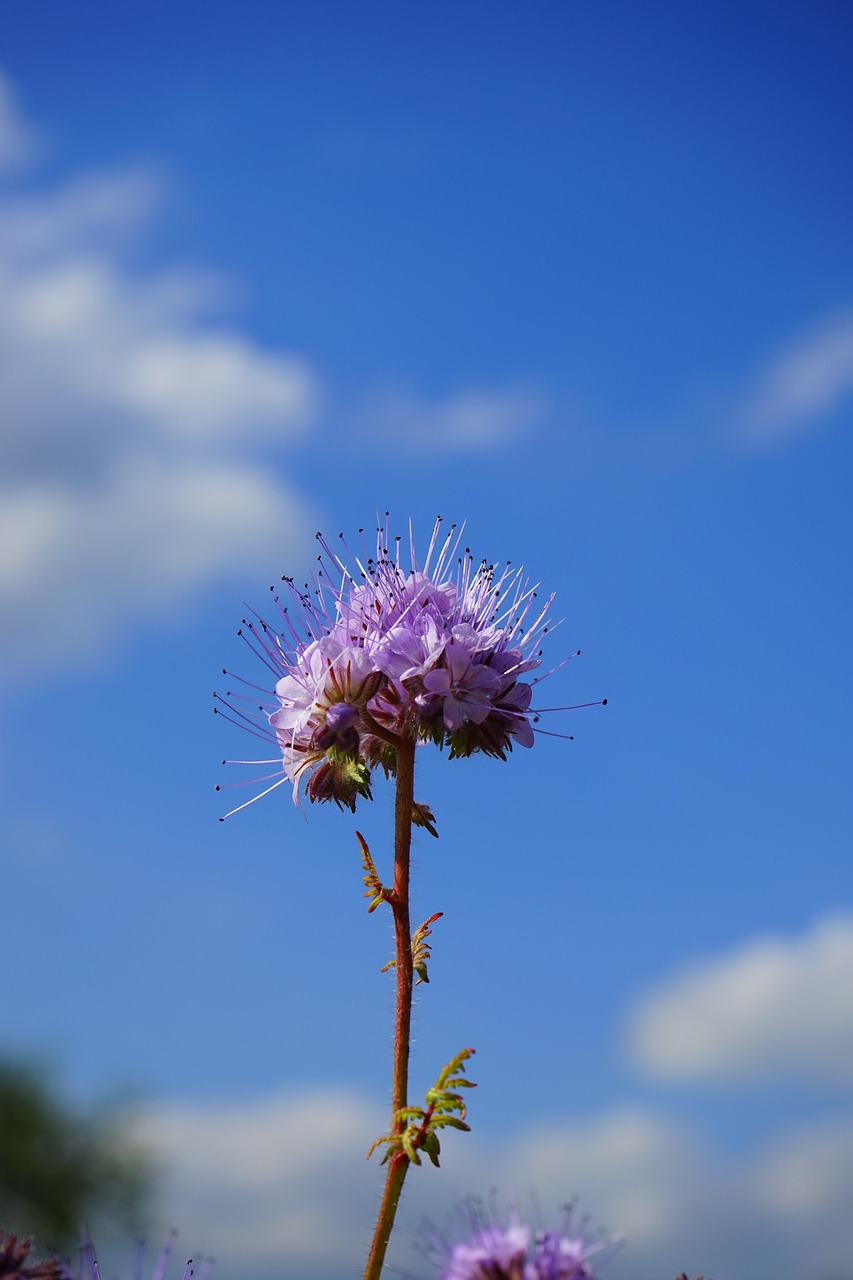 Phacélie Fleur Fleurs - Photo gratuite sur Pixabay